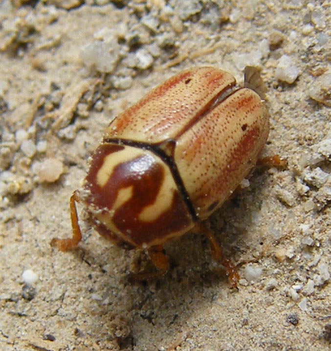 Cryptocephalus curvilinea